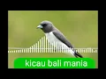 Download Lagu siap di uji kekep babi gacor mp3