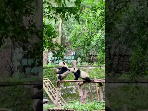 cute panda play around#cuteanimals #giantpanda #funnyanimalvideo #panda