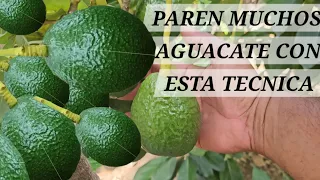 YA NO HAY QUE ESPERAR AÑOS PARA TENER AGUATE CONOCE LA DIFERENCIA ENTRE INJERTO Y CRIOLLO