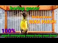 Download Lagu Korlap gacor ngeriwik kasar buka paruh || ampuh merangsang semua korlap agar cepat bunyi