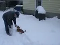 Throwing the Dog in the Snow