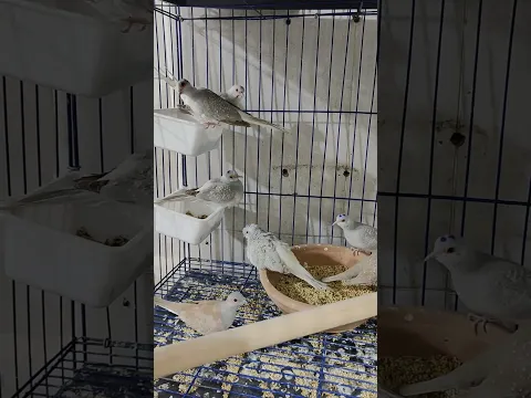 اليمام الماسي السيلفر والاحمر #birds