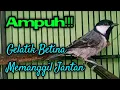 Download Lagu Suara gelatik batu betina memanggil jantan