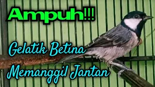 suara gelatik batu betina memanggil jantan