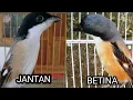 Lagu perbedaan kualitas cendet jantan dan betina
