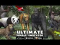 Anaconda VS Leopard Anaconda Lion Tiger Elephant Crocodile Gorilla Chimp and More