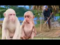 Download Lagu The peaceful life of baby monkeys Luna and NaNa with Grandpa