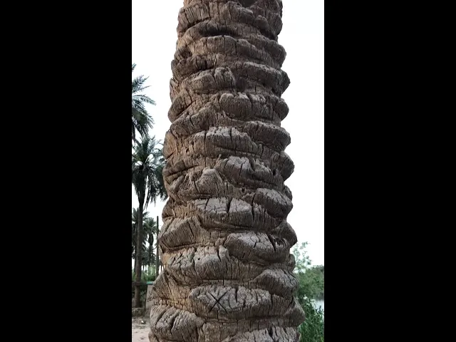 ⁣نهايات مؤلمة .. #نخلة #عراقية