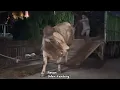 Download Lagu PENURUNAN SAPI MONSTER AMUNISI dari Lampung 🔥