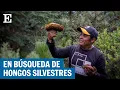 Foraging for wild MUSHROOMS in the forests of Mexico El Pais