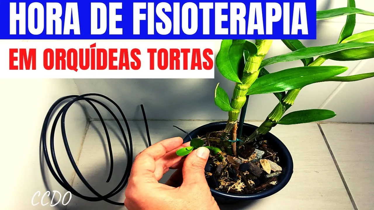 COMO TUTORAR ORQUÍDEAS (COMO CUIDAR DE ORQUÍDEAS)