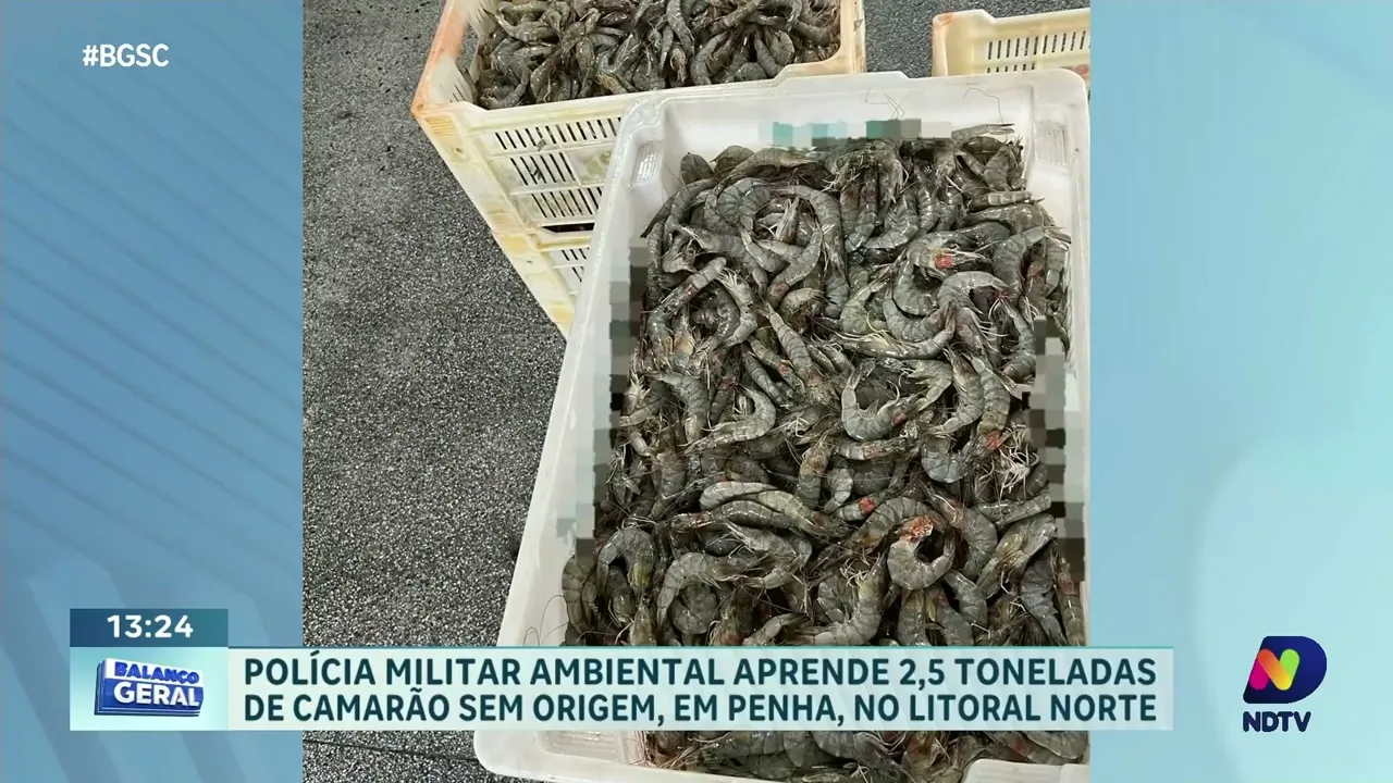 Operação ambiental: PM apreende 2,5 toneladas de camarão sem origem em Penha, SC