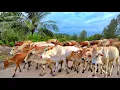 Download Lagu Sapi Lembu Jinak yang sehat Berkeliaran melewati perkampungan - video gembala Sapi lembu di kampung