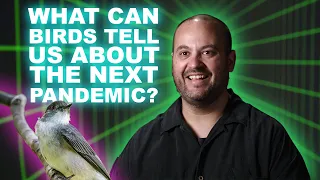 What can birds in Chile tell us about the next pandemic UNT s The Lab
