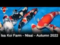 Download Lagu Isa Koi Farm - Nisai Harvest!