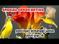 Download Lagu SPESIAL SOGON BETINA | pikat dan pancingan pemanggil jantan
