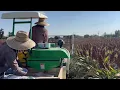 How to harvest 1 5-1 7m Sorghum and thresh seeds from straw with combined harvester