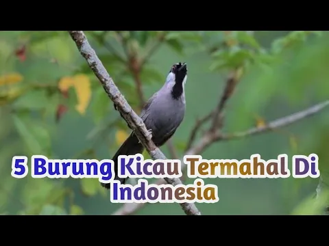 Download MP3 5 BURUNG KICAU TERMAHAL DI INDONESIA
