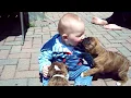 Boxer puppies and baby