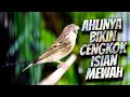 Download Lagu MASTERAN BLACKTHROAT GACOR SUARA JERNIH DURASI PANJANG BIKIN CEPET GACOR KENARI PAUD CENGKOK MEWAH