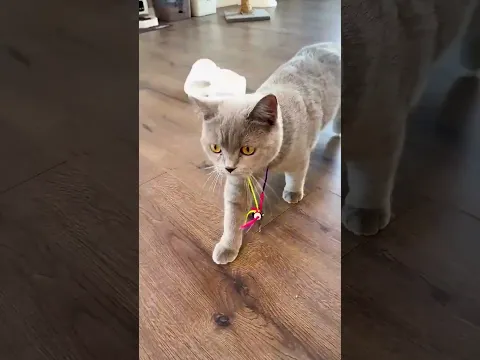 CRAZY CAT 😂 #shorts