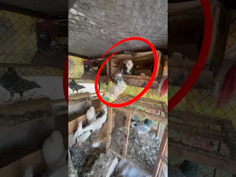 Subscribe #rafayvlog #pigeon #perciancat #kabootarba