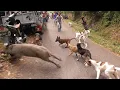 Download Lagu AMaZING !!! BaBI HuTAN SUPER BESaR MeNYEBRANGI JALaN | WILD BoAR HuNTING | BEST HuNTING NEW YEaR