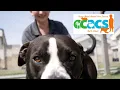 Corpus Christi Animal Care Services One Paw at a Time