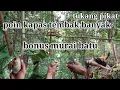 Lagu Hutan ini di penuhi burung kapas tembak dan murai batu #mikatburung