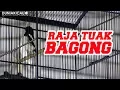 Download Lagu KACER RAJA TUAK BAGONG!!