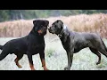 Rottweiler vs Labrador Which is best for you