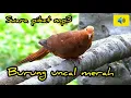 Download Lagu Suara pikat ampuh burung uncal merah/Suara burung Uncal/uncal merah gacor/Micropygia emiliana