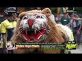 Download Lagu AKSI MONSTER THE TIGERS Burok MJM CIUYAH 15-MEI-2022