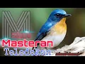 Download Lagu #kicaumania #muraibatu #cucakijo #burungprestasi masteran burung teledekan ngejosss