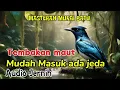 Download Lagu Masteran Murai Batu || Tembakan maut , mudah masuk, burung tidak stress karena Ada jeda
