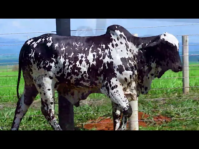 Garrote Nelore Mocho SHFA - 414