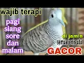 Lagu Perkutut lokal gacor Wajib terapi biar suara perkutut anda gacorr zoos