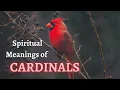 Seeing CARDINALS Around You Learn About the Spiritual Meanings and Symbolisms of CARDINALS
