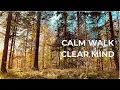 Lagu A Quiet Walk for Clarity — Mystical Dutch Forest | IRON \u0026 MOTION
