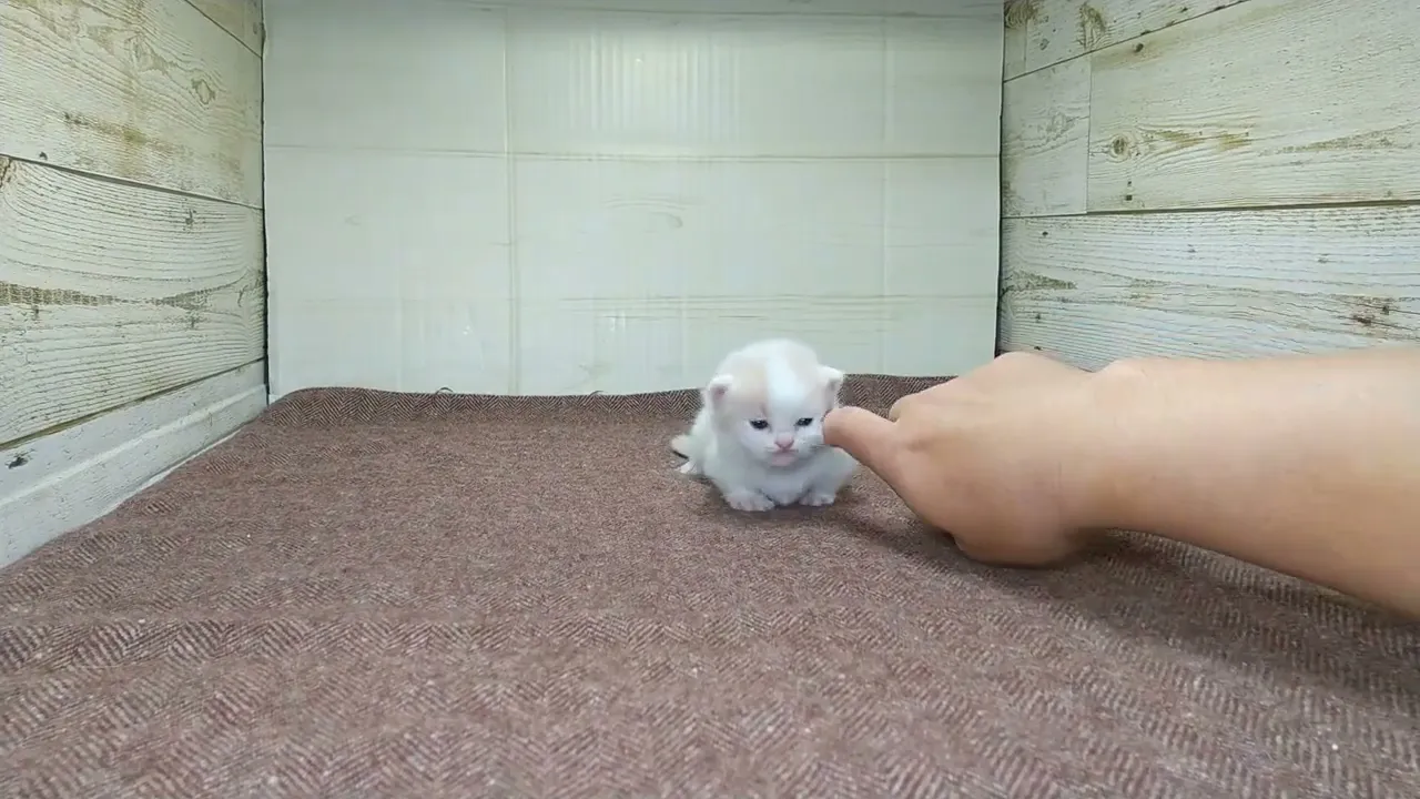 動画