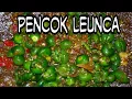 Download Lagu Pencok Leunca || Karedok Leunca || Sambal Leunca khas Sunda