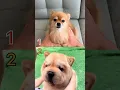 Lagu 1 or 2? Choose Your Best 😋🤩#shorts #pomeranian