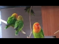 Download Lagu Colonia de Agapornis lilianae