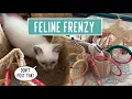 Feline Frenzy