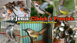 9 types of ciblek and prenjak birds that are usually used as singing birds 