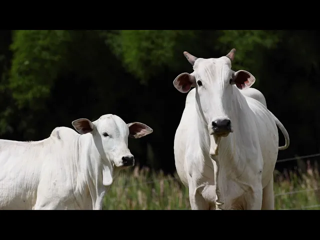 Matriz Nelore ACSM - 182