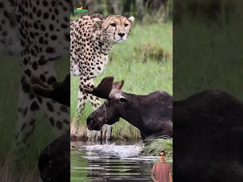 Moose Tak Sadar dibalik rawa ternyata sedang ada macan tutul yang mengintai #animals #moose