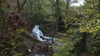 broc liande brittanys enchanted forest france 24 english