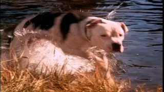 Homeward Bound The Incredible Journey 1993 - Theatrical Trailer