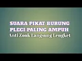 Download Lagu Mp3 Suara Pikat Pleci Ampuh , Banyak Di Pakai Oleh Pemikat #HKBFPainan
